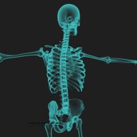 Skeletal system (x-ray)