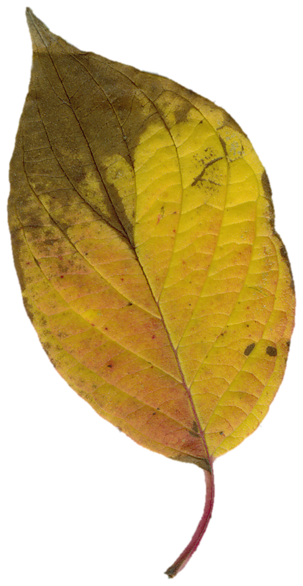 Sheet v2 -Autumn