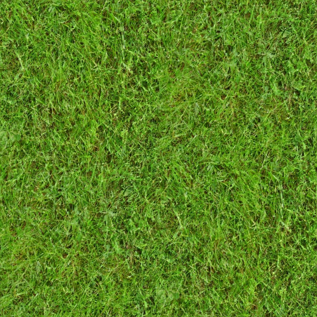 Grass