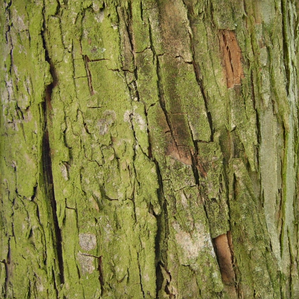 bark V3