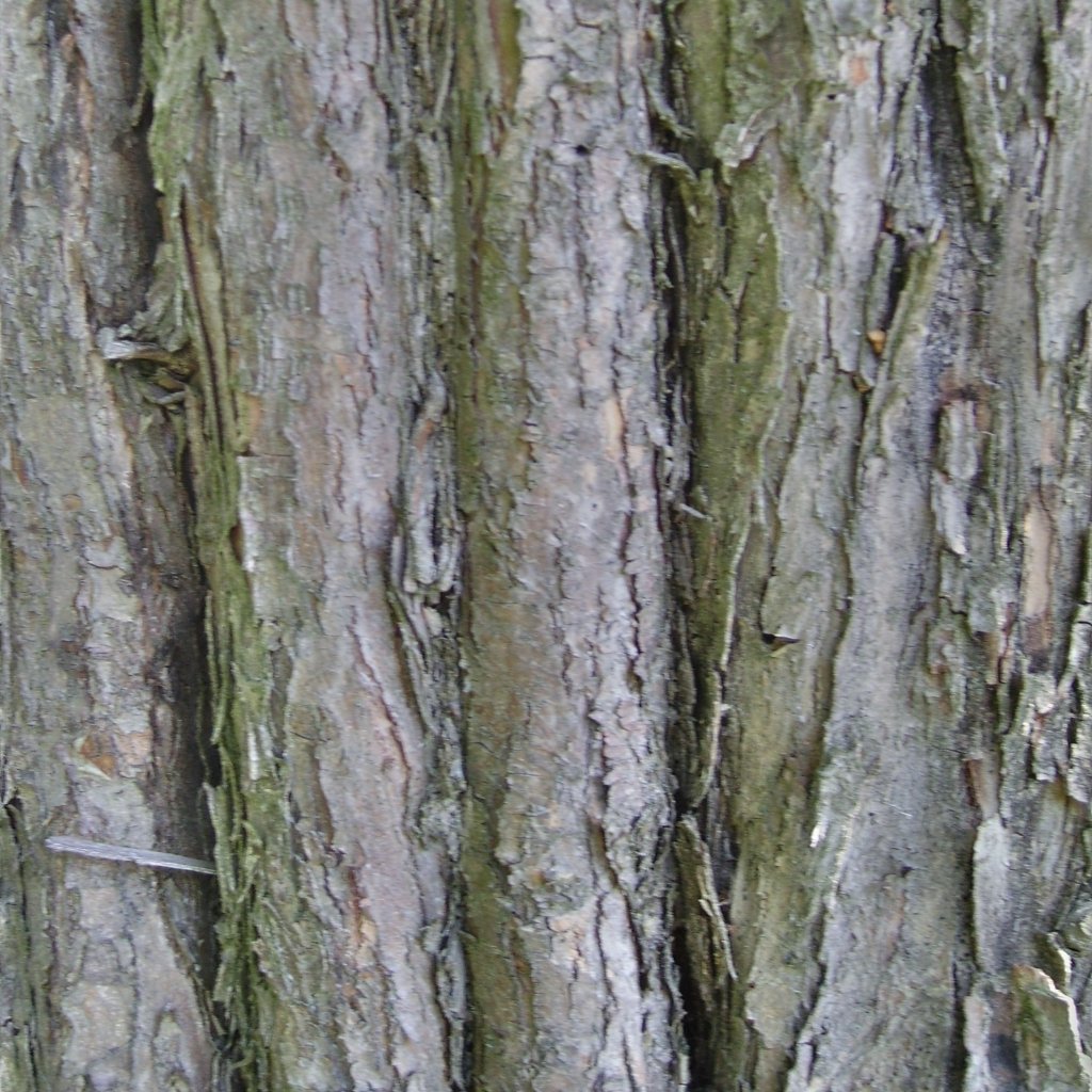 bark V2
