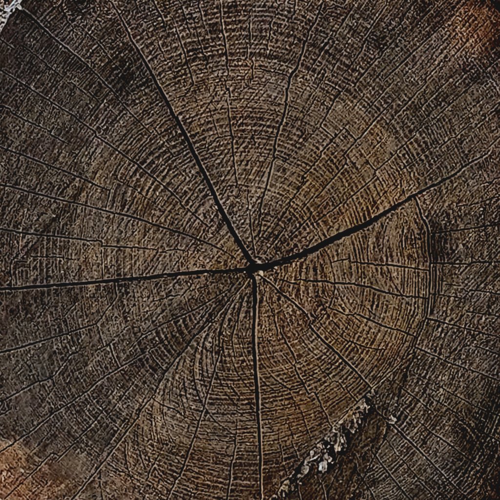 Tree cross section