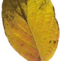 Sheet v2 -Autumn