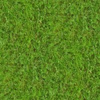 Grass