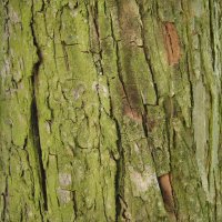 bark V3