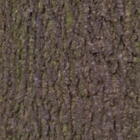 bark V1