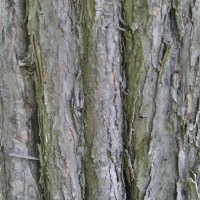 bark V2