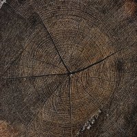 Tree cross section